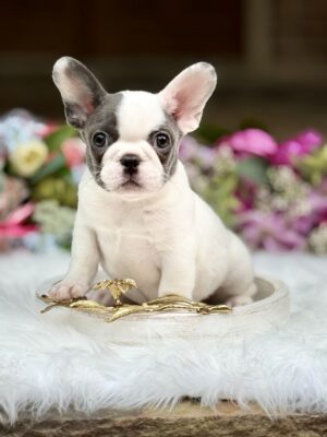 Female White Blue